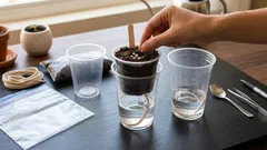 Ako vypestovať sadenice papriky dvojnásobne rýchlejšie: pokročilý spôsob, o ktorom nie každý vie