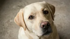 7 jemných plemien psov, ktoré sa hodia do rodiny a milujú blízkosť človeka