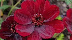 Rastlina s vôňou čokolády, o ktorej málokto vie.