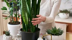 Ako sa doma zbaviť plesne: 5 izbových rastlín, ktoré pomôžu pri vysokej vlhkosti