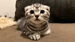 Tieto mačky zbožňujú svojich majiteľov – tri najprítulnejšie plemená pre rodiny s deťmi